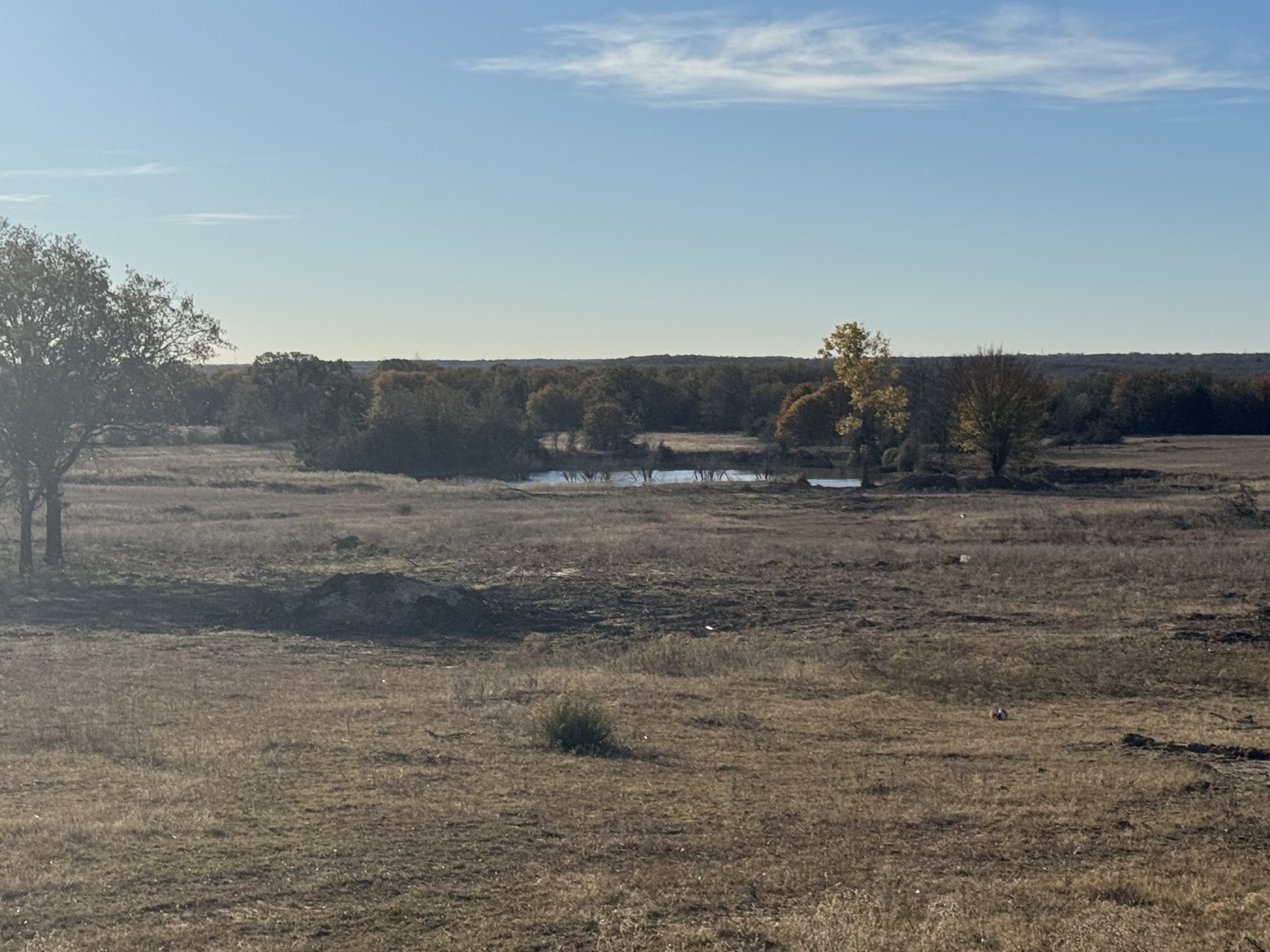 Open pasture with scattered trees and a pond