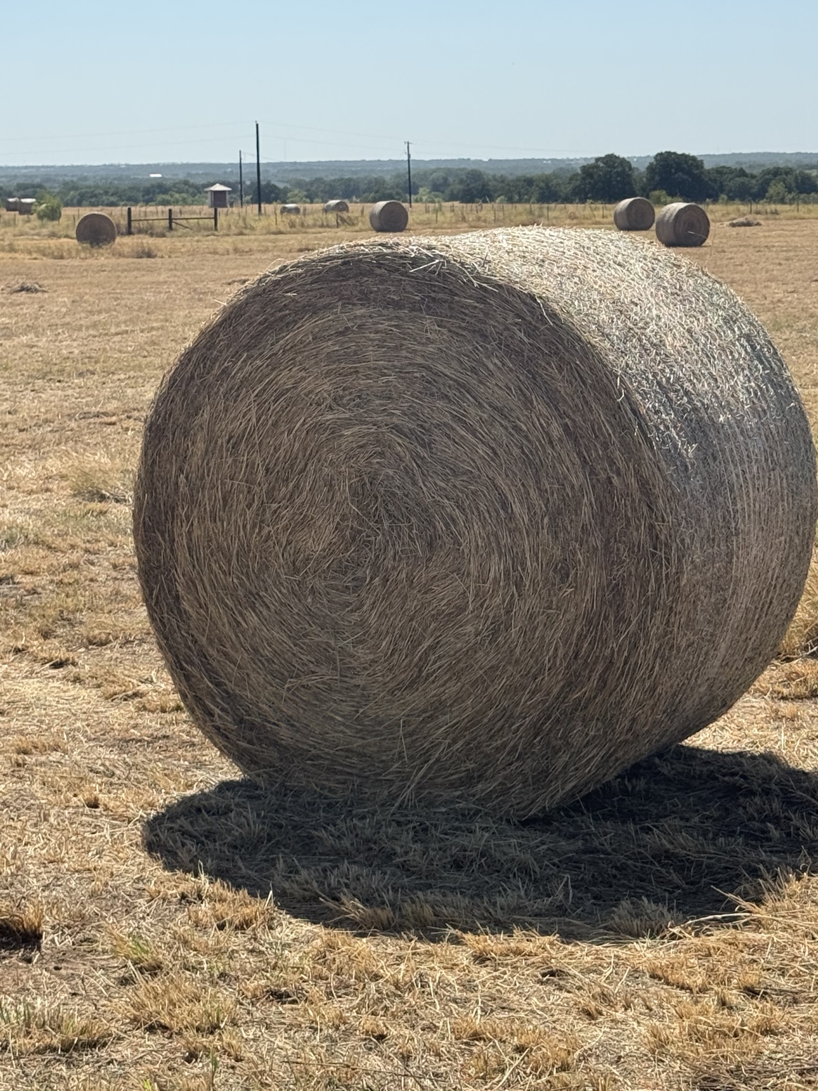 Round hay bale in a harvested pasture